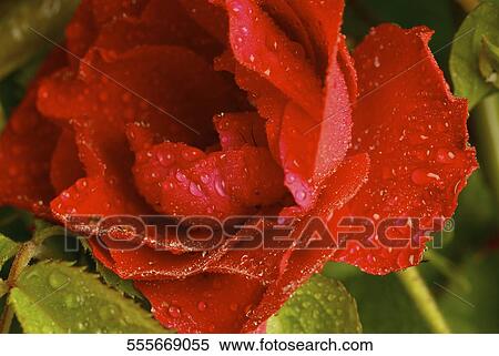 Close-up of water droplets on a rose View Large Photo Image Stock Photography - Close-up of water droplets on a rose. Fotosearch