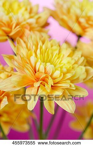 Close-up of yellow flowers View Large Photo Image Stock Photography - Close-up of yellow flowers. Fotosearch
