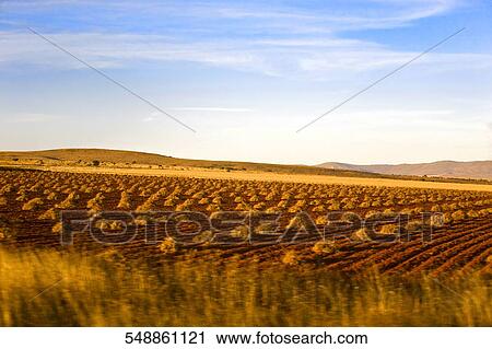 Crop in a field, Zacatecas State, Mexico View Large Photo Image Stock Image - Crop in a field, Zacatecas State, Mexico. Fotosearch