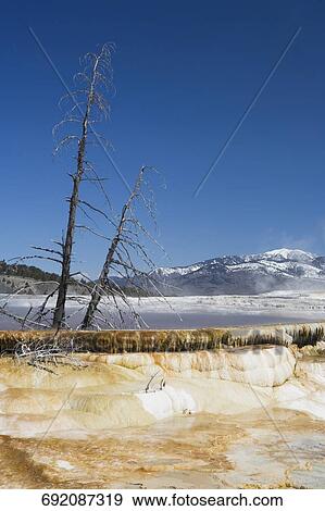 Dead trees on a landscape, Angel Terrace, Mammoth Hot Springs, Yellowstone National Park, Wyoming, USA View Large Photo Image Stock Photo - Dead trees on a landscape, Angel Terrace, Mammoth Hot Springs, Yellowstone National Park, Wyoming, USA. Fotosearch