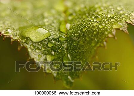 Stock Photograph - Dew drops on a leaf. Fotosearch