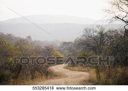 Dirt road passing through a forest View Large Photo Image Stock Photo - Dirt road passing through a forest. Fotosearch