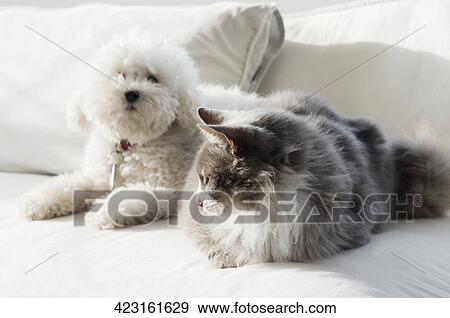 Dog and a cat sitting on a couch View Large Photo Image Stock Photo - Dog and a cat sitting on a couch. Fotosearch