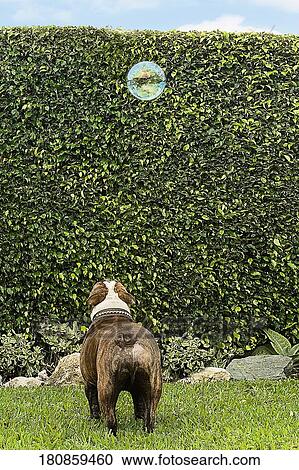 Dog looking at a bubble in a lawn View Large Photo Image Stock Image - Dog looking at a bubble in a lawn. Fotosearch