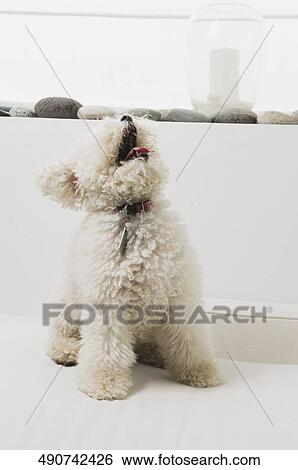 Dog sitting on a couch and sticking his tongue out View Large Photo Image Stock Photograph - Dog sitting on a couch and sticking his tongue out. Fotosearch