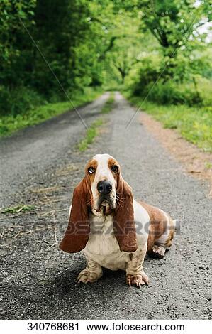 Stock Image - Dog sitting on a road. Fotosearch