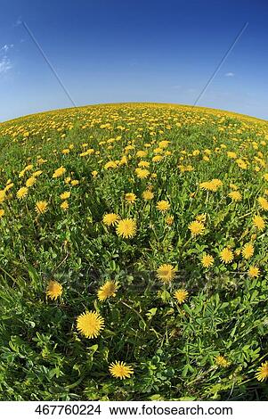 Flowers in a field View Large Photo Image Picture - Flowers in a field. Fotosearch