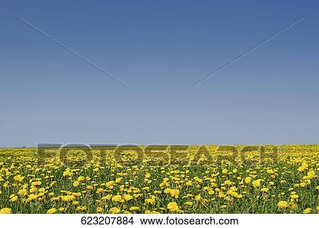 Flowers in a field View Large Photo Image Picture - Flowers in a field. Fotosearch