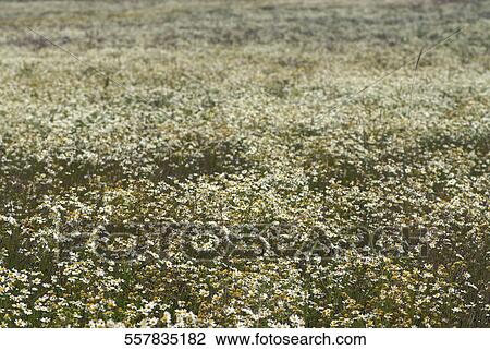 Flowers in a field View Large Photo Image Stock Image - Flowers in a field. Fotosearch