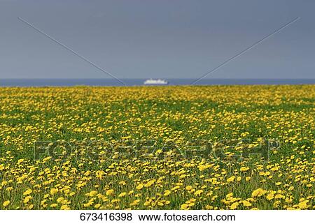 Stock Photo - Flowers in a field. Fotosearch