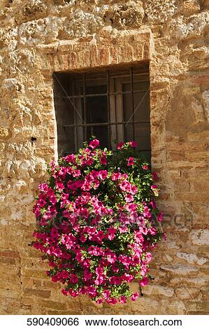 Flowers in a window box, San Gimignano, Siena Province, Tuscany, Italy View Large Photo Image Stock Photograph - Flowers in a window box, San Gimignano, Siena Province, Tuscany, Italy. Fotosearch