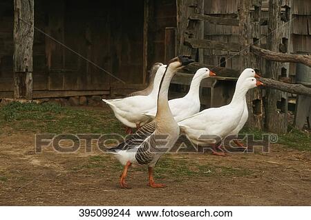 Group of ducks walking View Large Photo Image Picture - Group of ducks walking. Fotosearch
