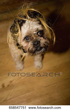 Stock Image - High angle view of a dog. Fotosearch