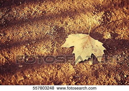 High angle view of a maple leaf View Large Photo Image Stock Photo - High angle view of a maple leaf. Fotosearch