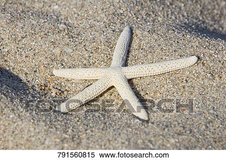 High angle view of a starfish on sand, Miami, Florida, USA View Large Photo Image Stock Photography - High angle view of a starfish on sand, Miami, Florida, USA. Fotosearch