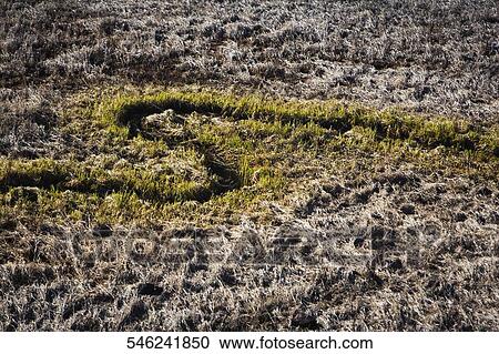 High angle view of a trail, Yellowstone National Park, Wyoming, USA View Large Photo Image Stock Image - High angle view of a trail, Yellowstone National Park, Wyoming, USA. Fotosearch