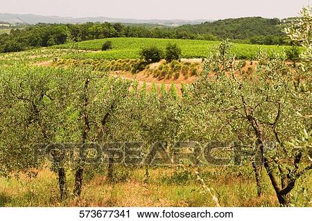 Stock Image - High angle view of a vineyard, Siena Province, Tuscany, Italy. Fotosearch
