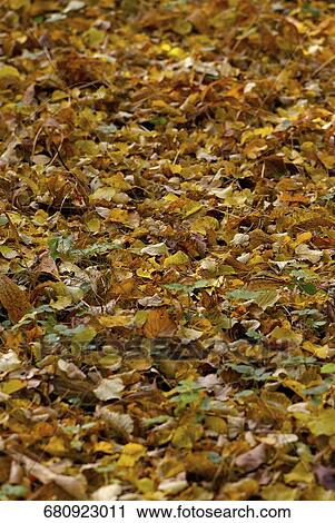High angle view of fallen leaves View Large Photo Image Stock Image - High angle view of fallen leaves. Fotosearch