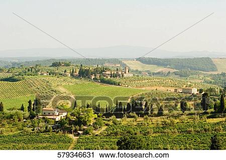 High angle view of houses in a vineyard, Siena Province, Tuscany, Italy View Large Photo Image Stock Image - High angle view of houses in a vineyard, Siena Province, Tuscany, Italy. Fotosearch