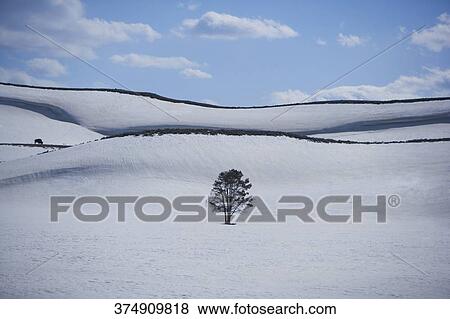 Lone tree in a snow covered field, Yellowstone National Park, Wyoming, USA View Large Photo Image Stock Photo - Lone tree in a snow covered field, Yellowstone National Park, Wyoming, USA. Fotosearch