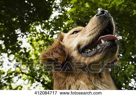 Low angle view of a dog View Large Photo Image Stock Photo - Low angle view of a dog. Fotosearch