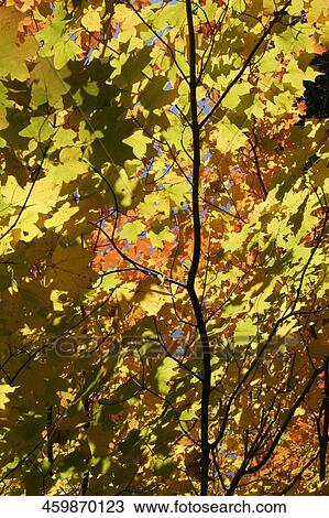 Stock Image - Low angle view of a maple tree. Fotosearch