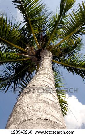 Low angle view of a palm tree, Tahiti, French Polynesia View Large Photo Image Stock Image - Low angle view of a palm tree, Tahiti, French Polynesia. Fotosearch