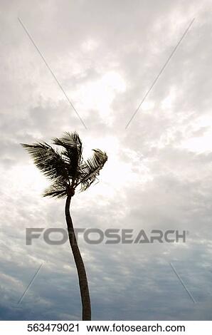 Stock Image - Low angle view of a palm tree, Tahiti, French Polynesia. Fotosearch
