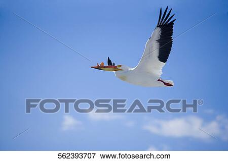 Stock Photo - Low angle view of a pelican flying with catch in the sky, Yellowstone Lake, Yellowstone National Park, Wyoming, USA. Fotosearch