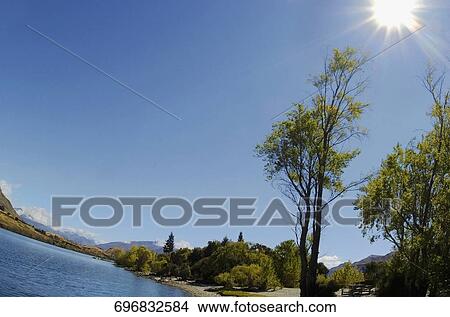 Picture - Low angle view of a tree at a lakeside, New Zealand. Fotosearch