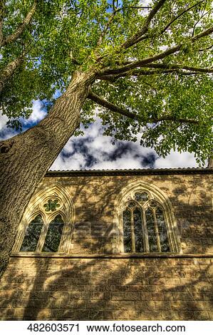 Low angle view of a tree in front of a building View Large Photo Image Stock Image - Low angle view of a tree in front of a building. Fotosearch