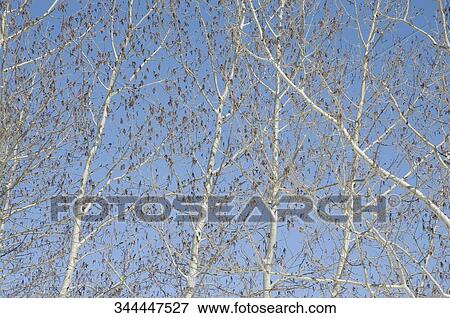 Low angle view of bare trees View Large Photo Image Stock Photo - Low angle view of bare trees. Fotosearch