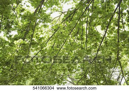 Low angle view of branches of a tree View Large Photo Image Picture - Low angle view of branches of a tree. Fotosearch