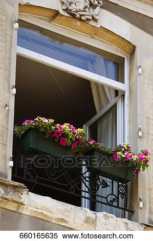 Low angle view of flowers in a window box, Le Mans, Sarthe, Pays-de-la-Loire, France View Large Photo Image Stock Photography - Low angle view of flowers in a window box, Le Mans, Sarthe, Pays-de-la-Loire, France. Fotosearch