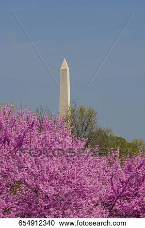 Low angle view of flowers in front of a monument, Washington Monument, Washington DC, USA View Large Photo Image Stock Image - Low angle view of flowers in front of a monument, Washington Monument, Washington DC, USA. Fotosearch