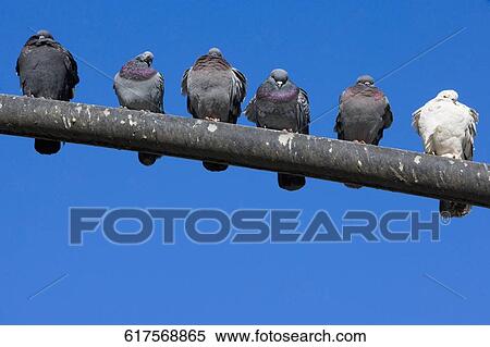 Low angle view of pigeons perching on a pole, Central Park, Manhattan, New York City, New York State, USA View Large Photo Image Stock Photography - Low angle view of pigeons perching on a pole, Central Park, Manhattan, New York City, New York State, USA. Fotosearch