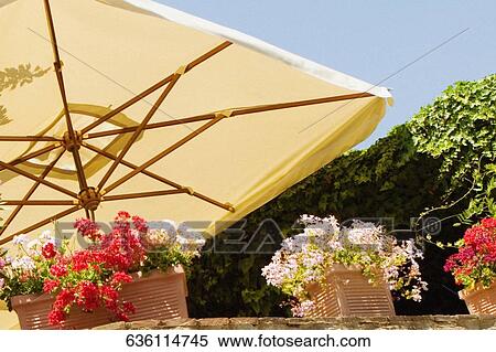 Low angle view of potted plants, Siena Province, Tuscany, Italy View Large Photo Image Stock Photography - Low angle view of potted plants, Siena Province, Tuscany, Italy. Fotosearch