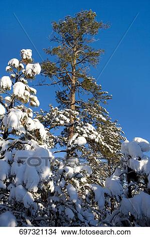 Low angle view of snow covered trees View Large Photo Image Picture - Low angle view of snow covered trees. Fotosearch
