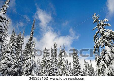 Stock Image - Low angle view of snow covered trees, West Yellowstone, Gallatin County, Montana, USA. Fotosearch
