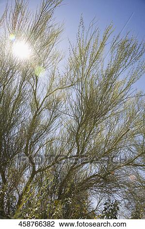 Stock Image - Low angle view of sunlight shinning through branches of a desert plant. Fotosearch