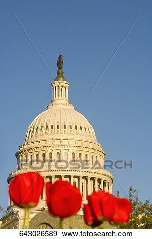 Low angle view of tulips in front of a government building, State Capitol Building, The Mall, Washington DC, USA View Large Photo Image Stock Photo - Low angle view of tulips in front of a government building, State Capitol Building, The Mall, Washington DC, USA. Fotosearch