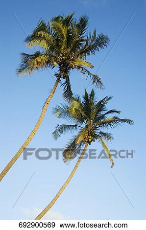 Low angle view of two palm trees, Miami Beach, Florida, USA View Large Photo Image Stock Photo - Low angle view of two palm trees, Miami Beach, Florida, USA. Fotosearch