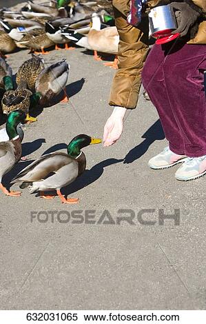 Low section view of a person feeding a Mallard duck, Central Park, Manhattan, New York City, New York State, USA View Large Photo Image Stock Photography - Low section view of a person feeding a Mallard duck, Central Park, Manhattan, New York City, New York State, USA. Fotosearch