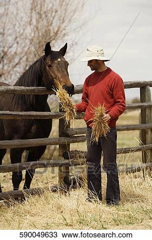Mid adult man feeding a horse and smiling View Large Photo Image Stock Image - Mid adult man feeding a horse and smiling. Fotosearch