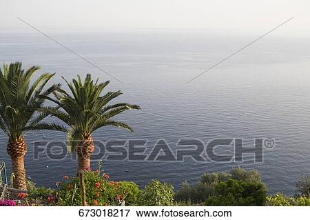 Stock Photo - Palm trees on the coast, Amalfi Coast, Campania, Italy. Fotosearch