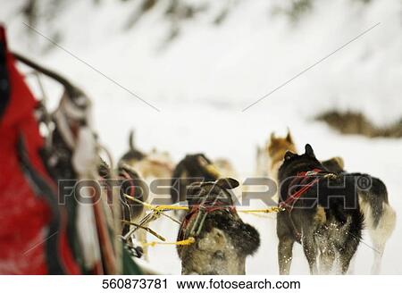 Stock Image - Person riding in dog sled, West Yellowstone, Gallatin County, Montana, USA. Fotosearch