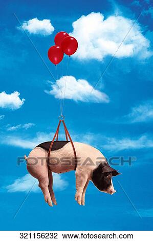 Pig flying in the sky View Large Photo Image Stock Image - Pig flying in the sky. Fotosearch