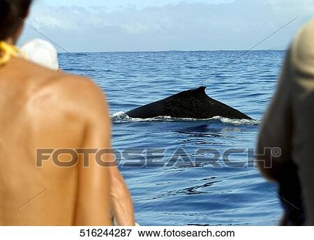 Rear view of three people looking at a whale in the sea, Tahiti, French Polynesia View Large Photo Image Stock Photo - Rear view of three people looking at a whale in the sea, Tahiti, French Polynesia. Fotosearch