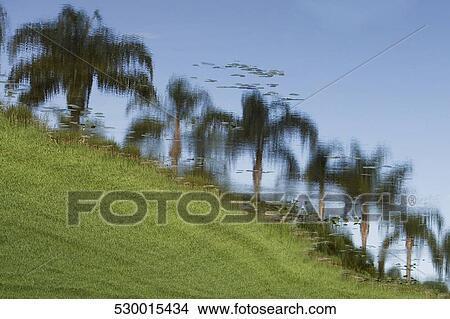 Reflection of palm trees in water, Miami, Florida, USA View Large Photo Image Picture - Reflection of palm trees in water, Miami, Florida, USA. Fotosearch