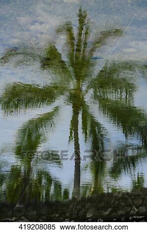 Reflection of palm trees in water, Pu'uhonua o Honaunau National Historical Park, Big Island, Hawaii Islands, USA View Large Photo Image Stock Photography - Reflection of palm trees in water, Pu'uhonua o Honaunau National Historical Park, Big Island, Hawaii Islands, USA. Fotosearch